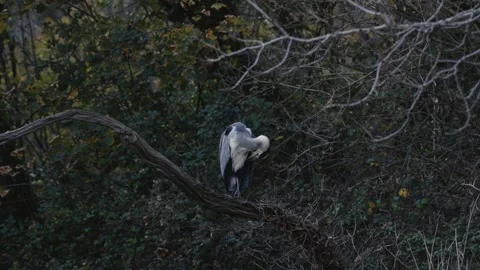 Wild heron preening on a tree branch in natural woodland habitat Video stock 321252765