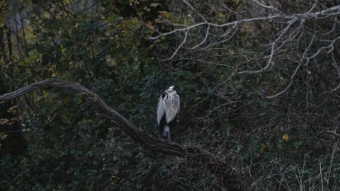 Wild heron preening on a tree branch in natural woodland habitat Video stock 321252787