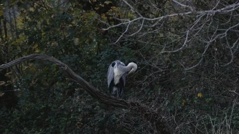 Wild heron preening on a tree branch in natural woodland habitat Video stock 321252841