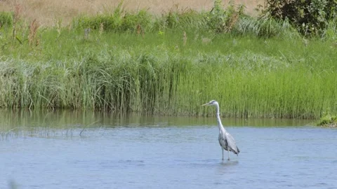 Wild heron on a river Stock Footage 141122417