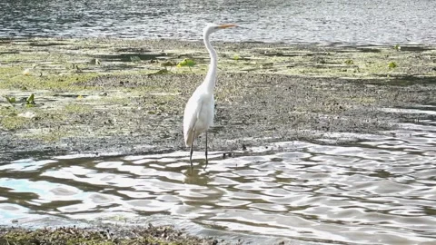A wild heron stands in the river. Stock Footage 236925245