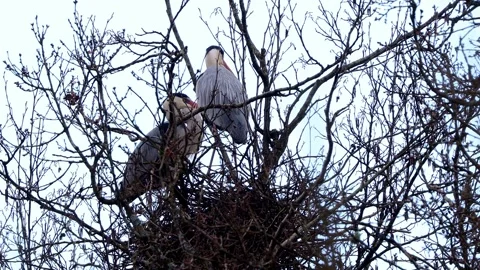 Wild herons breeding in the open 4k 30fps video Stock-Footage 269716448
