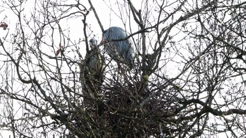 Wild herons breeding in the open 4k 30fps video Stock-Footage 269716541