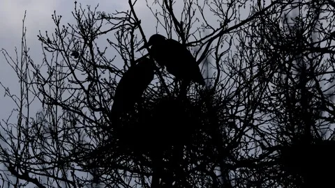 Wild herons breeding in the open shadow video 4k 30fps video Stockbeeldmateriaal 269716825