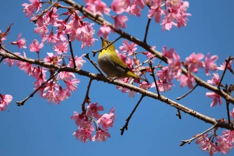 Wild Himalayan Cherry and tiny bird in winter season beautiful in nature back Stock-Fotos