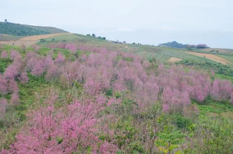 Wild Himalayan Cherry bloomimg on tree at Phu lom lo mountain, Loei provice, Stock Photos