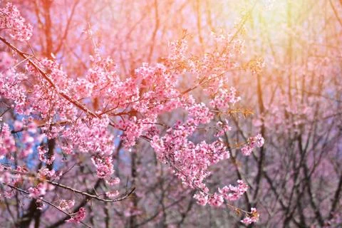 Wild himalayan cherry blooming sakura flower Phu Lom Lo Loei and Phitsanulok  Stock Photos