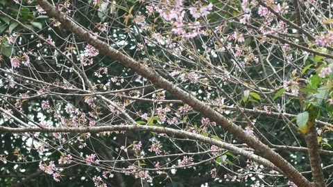 Wild Himalayan Cherry branches and flowers Stock Footage 84795412