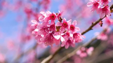 Wild Himalayan Cherry ,Cherry Blossom Sakura of thailand Stock Footage 72227055