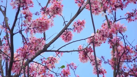 Wild Himalayan Cherry ,Cherry Blossom Sakura of thailand Stock Footage 73908126