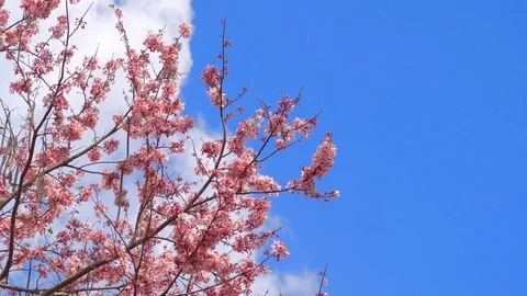 Wild Himalayan Cherry ,Cherry Blossom Sakura of thailand Stock Footage 73908831