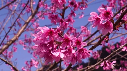 Wild Himalayan Cherry ,Cherry Blossom Sakura of thailand Stock Footage 77814186