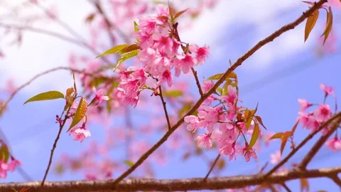 Wild Himalayan Cherry ,Cherry Blossom Sakura of thailand Stock Footage 77814574