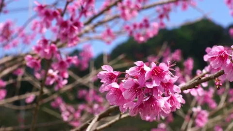 Wild Himalayan Cherry ,Cherry Blossom Sakura of thailand Stock Footage 77817288