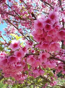 Wild Himalayan Cherry Closeup Background Blur Stock Photos