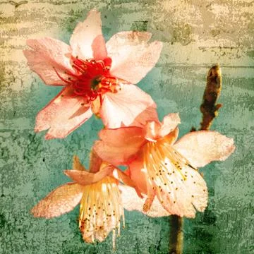Wild Himalayan Cherry flower on old wall textured background. retro filter. Stock Photos