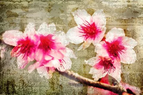 Wild Himalayan Cherry flower on old wall textured background. retro filter. Stock Photos