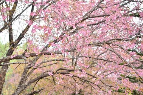 Wild himalayan cherry flower 写真素材