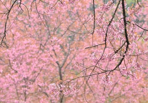 Wild himalayan cherry flower Foto stock