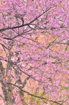 Wild himalayan cherry flower Foto stock