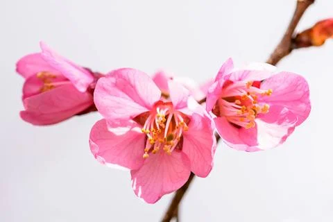 Wild Himalayan Cherry flower Stock Photos