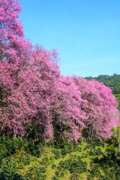 Wild Himalayan Cherry flower Stock Photos
