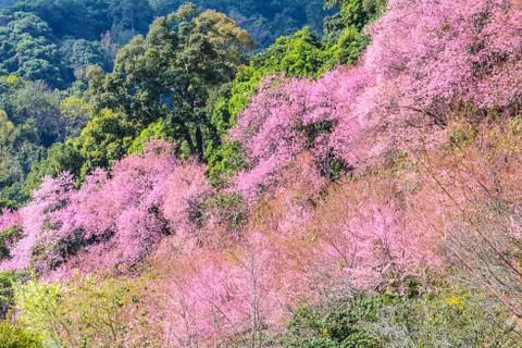 Wild Himalayan Cherry flower Stock Photos
