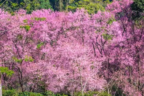 Wild Himalayan Cherry flower Stock Photos