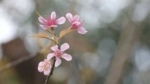 Wild Himalayan Cherry flowers shaking with wind Stock Footage 84795633