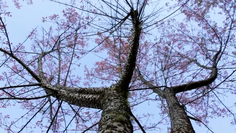 Wild Himalayan Cherry Stock Footage 87276968