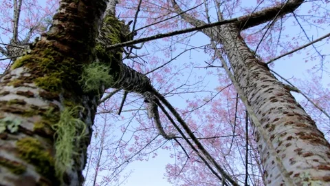 Wild Himalayan Cherry Stock Footage 87277025