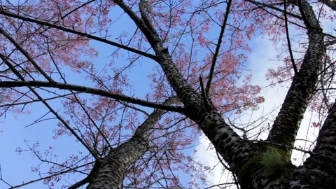 Wild Himalayan Cherry Stock Footage 87277052