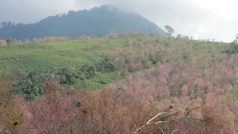 Wild Himalayan Cherry Stock Footage 87277079
