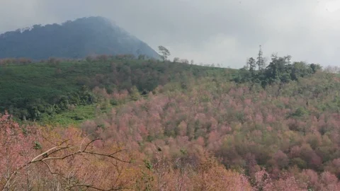 Wild Himalayan Cherry Stock Footage 87277122