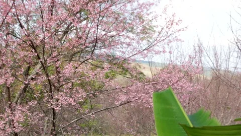 Wild Himalayan Cherry Stock Footage 87277169