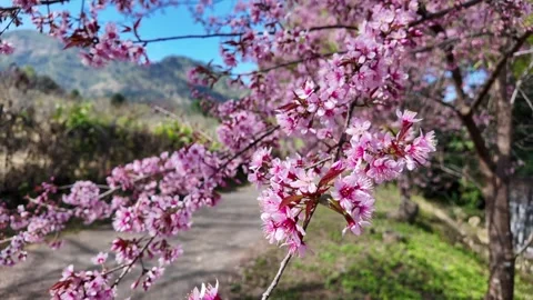 The Wild Himalayan Cherry is in full bloom, adorning the tree with vibrant .. Stock Footage 298886956