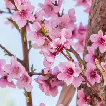 The Wild Himalayan Cherry at Gorges du Dades in Morocco Stock Photos