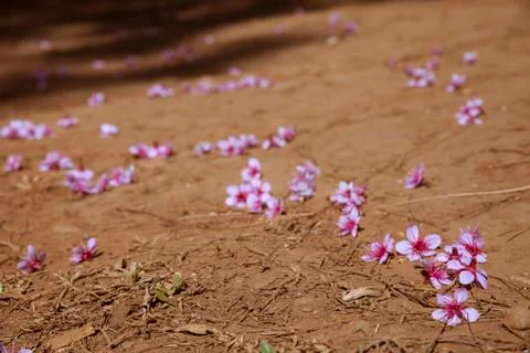 Wild Himalayan Cherry on the ground Foto stock