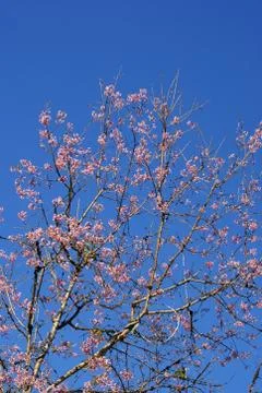 Wild himalayan cherry Stock Photos