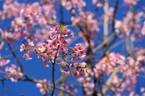 Wild himalayan cherry Stock Photos
