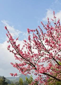 Wild himalayan cherry Stock Photos