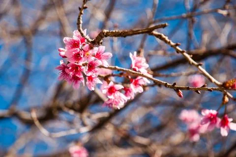 Wild Himalayan Cherry Stock Photos