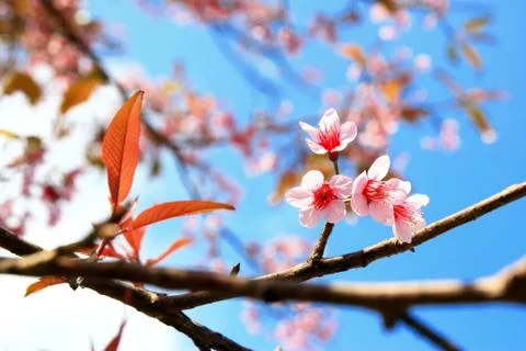 Wild himalayan cherry 스톡 사진