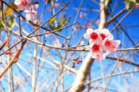 Wild himalayan cherry Stock Photos