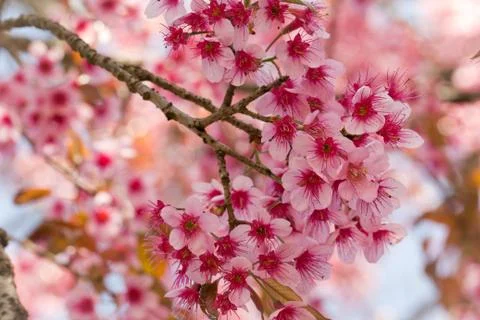 Wild Himalayan Cherry Fotos de archivo