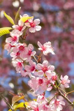 Wild Himalayan Cherry Stock Photos