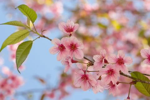 Wild Himalayan Cherry Fotos de archivo