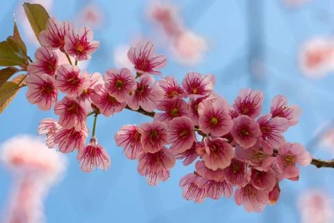 Wild Himalayan Cherry Stock Photos