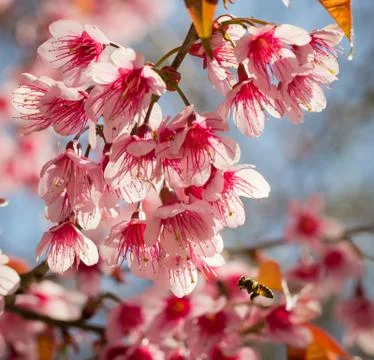 Wild Himalayan Cherry Stock Photos