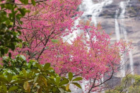 Wild Himalayan Cherry Stock Photos